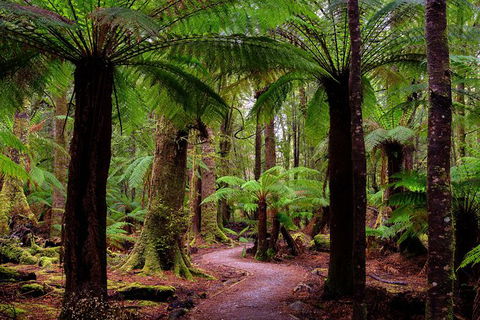 4-Day Tarkine Wilderness Photography Workshop - Accommodation in Surfers Paradise 1