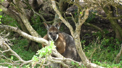 Kangaroo Island In A Day Tour From Adelaide - Accommodation in Surfers Paradise 23
