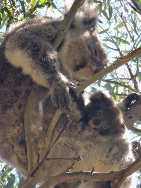Kangaroo Island In A Day Tour From Adelaide - Accommodation in Surfers Paradise 16