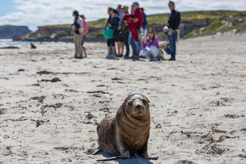 Kangaroo Island In A Day Tour From Adelaide - Accommodation in Surfers Paradise 1