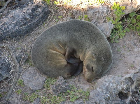 Kangaroo Island In A Day Tour From Adelaide - Accommodation in Surfers Paradise 12