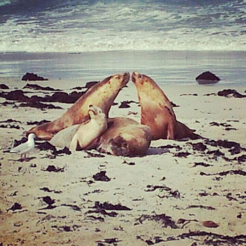 Kangaroo Island In A Day Tour From Adelaide - Accommodation in Surfers Paradise 24