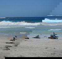 Kangaroo Island in a Day Tour from Adelaide - Accommodation in Surfers Paradise