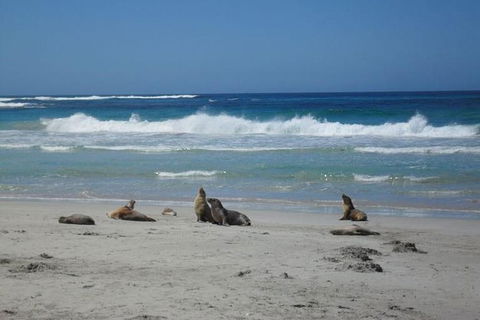 Kangaroo Island In A Day Tour From Adelaide - Accommodation in Surfers Paradise 0