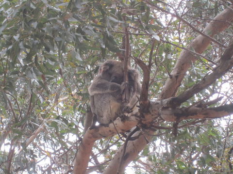 Kangaroo Island In A Day Tour From Adelaide - Accommodation in Surfers Paradise 22