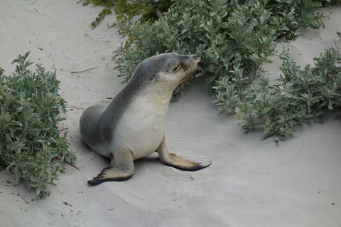Kangaroo Island In A Day Tour From Adelaide - Accommodation in Surfers Paradise 19