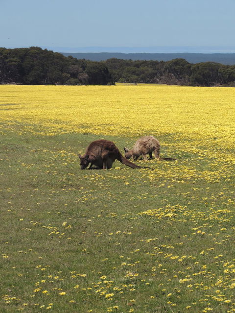 Kangaroo Island In A Day Tour From Adelaide - Accommodation in Surfers Paradise 14