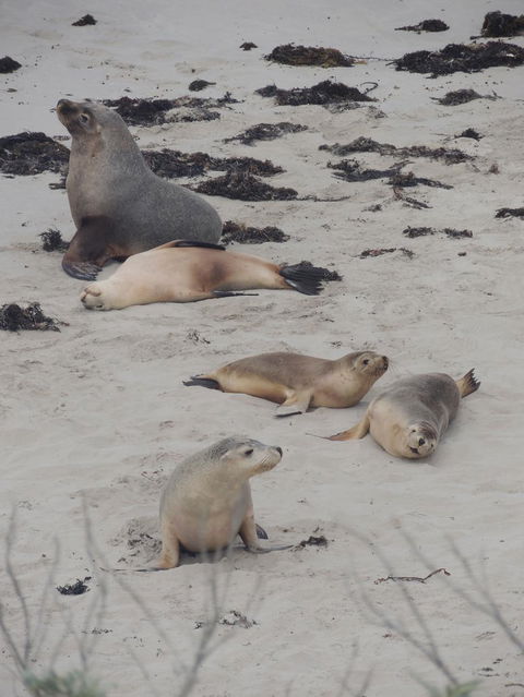 Kangaroo Island In A Day Tour From Adelaide - Accommodation in Surfers Paradise 15