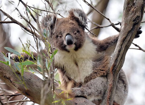 Kangaroo Island In A Day Tour From Adelaide - Accommodation in Surfers Paradise 27