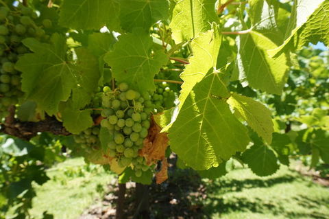 Barossa Valley With Hahndorf Tour From Adelaide - Accommodation in Surfers Paradise 4