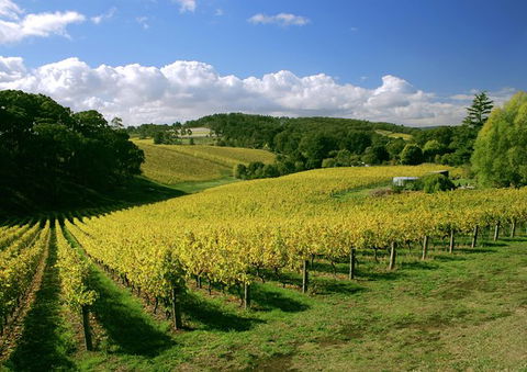 McLaren Vale And Glenelg Wine Tasting And Sightseeing (Half-day Afternoon) - Accommodation in Surfers Paradise 3