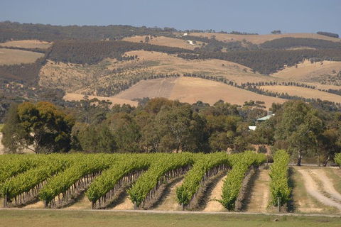 McLaren Vale And Glenelg Wine Tasting And Sightseeing (Half-day Afternoon) - Accommodation in Surfers Paradise 9