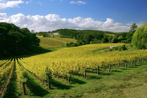 McLaren Vale And Glenelg Wine Tasting And Sightseeing (Half-day Afternoon) - Accommodation in Surfers Paradise 6