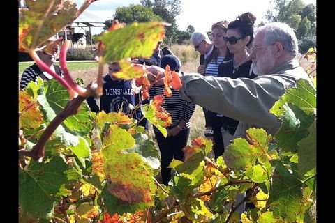 Barossa Valley Via Hahndorf ( Historical German Village ) Inc Maggie Beers Farm - Accommodation in Surfers Paradise 4