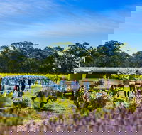 Micro-Group Barossa Valley Wine Tour from Adelaide - Accommodation in Surfers Paradise