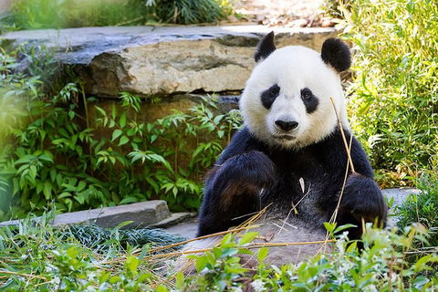 Adelaide Zoo Behind The Scenes Experience: Exclusive Giant Panda Experience - Accommodation in Surfers Paradise 1