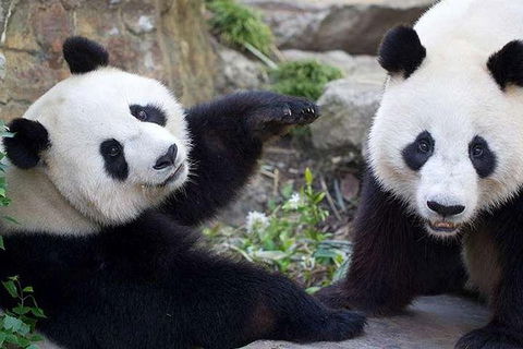 Adelaide Zoo Behind The Scenes Experience: Exclusive Giant Panda Experience - Accommodation in Surfers Paradise 0