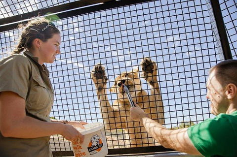 Lions 360 Experience And A Day At Monarto Safari Park - Accommodation in Surfers Paradise 1