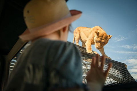 Lions 360 Experience And A Day At Monarto Safari Park - Accommodation in Surfers Paradise 0