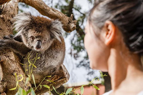 Adelaide Zoo Behind The Scenes Experience: Koala Encounter - Accommodation in Surfers Paradise 0
