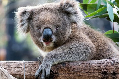 Adelaide Zoo Behind The Scenes Experience: Koala Encounter - Accommodation in Surfers Paradise 1