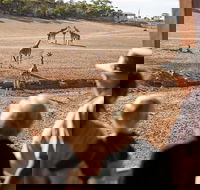 Monarto Safari Park General Admission Ticket - Accommodation in Surfers Paradise