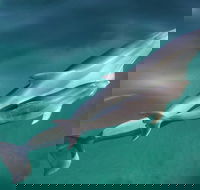 Dolphin Cruise from Adelaide with Optional Dolphin Swim - Accommodation in Surfers Paradise