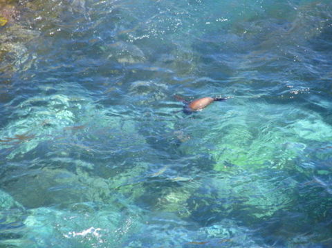 2-Day Kangaroo Island Adventure Tour From Adelaide - Accommodation in Surfers Paradise 9