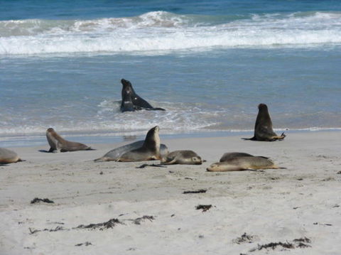 2-Day Kangaroo Island Adventure Tour From Adelaide - Accommodation in Surfers Paradise 5