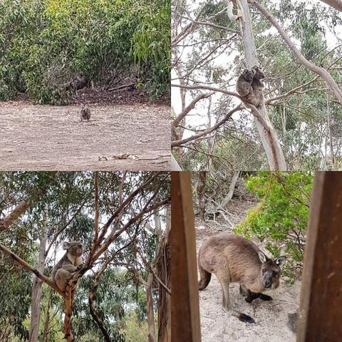 2-Day Kangaroo Island Adventure Tour From Adelaide - Accommodation in Surfers Paradise 3