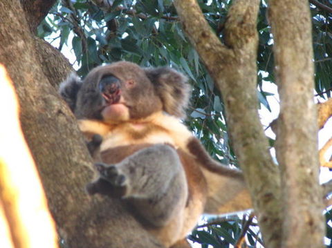 2-Day Kangaroo Island Adventure Tour From Adelaide - Accommodation in Surfers Paradise 7