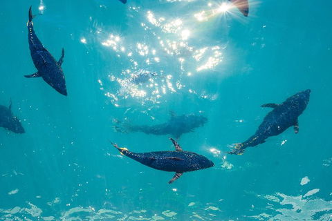 2 Hour Aquarium Tour - Accommodation in Surfers Paradise 1