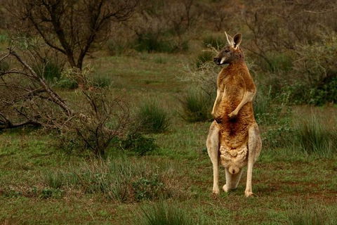 Flinders Ranges & Outback â€“ 3 Day Small Group Eco Safari - Accommodation in Surfers Paradise 0