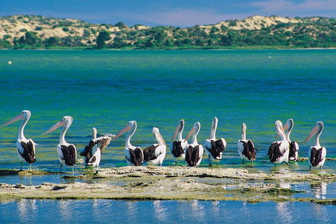Coorong Discovery Cruise - Accommodation in Surfers Paradise 6