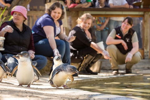 Adelaide Zoo Behind The Scenes Experience: Penguins In Person - Accommodation in Surfers Paradise 0