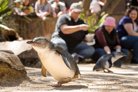Adelaide Zoo Behind The Scenes Experience: Penguins In Person - Accommodation in Surfers Paradise 1