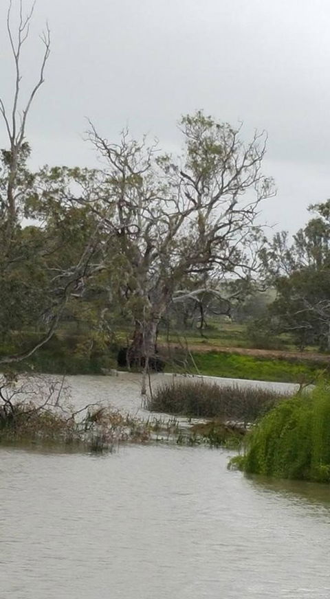 Murray River Riverboat Tour Including Lunch From Adelaide - Accommodation in Surfers Paradise 2