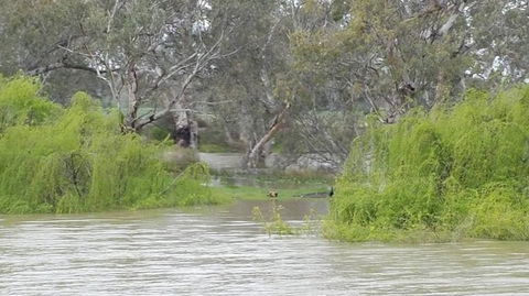 Murray River Riverboat Tour Including Lunch From Adelaide - Accommodation in Surfers Paradise 4