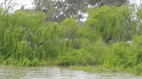 Murray River Riverboat Tour Including Lunch From Adelaide - Accommodation in Surfers Paradise 5