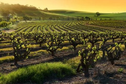Adelaide Super Saver: Adelaide City Sightseeing Tour Plus Barossa Valley And Hahndorf Tour - Accommodation in Surfers Paradise 1