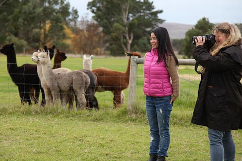 Alpaca Farm 2 Hour Tour - Accommodation in Surfers Paradise 1