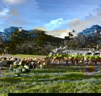 Alpaca Farm 2 hour Tour - Accommodation in Surfers Paradise