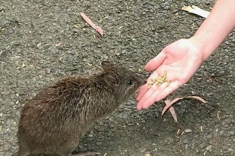 Food Tours Australia Cleland Wildlife Tour - Accommodation in Surfers Paradise 0