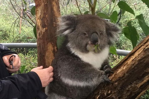Food Tours Australia Cleland Wildlife Tour - Accommodation in Surfers Paradise 1