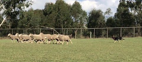 Lone Pine Koala Sanctuary Admission With Brisbane River Cruise - Accommodation in Surfers Paradise 14