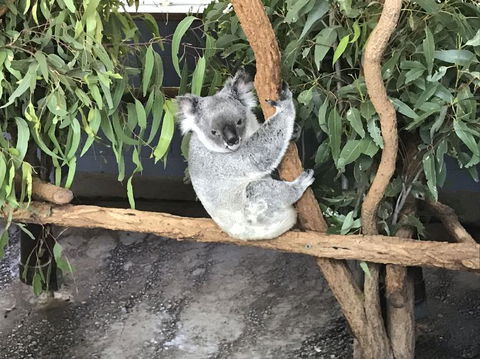 Lone Pine Koala Sanctuary Admission With Brisbane River Cruise - Accommodation in Surfers Paradise 21