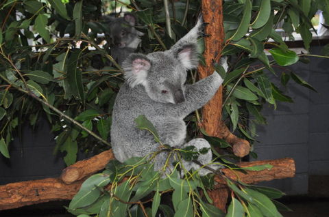 Lone Pine Koala Sanctuary Admission With Brisbane River Cruise - Accommodation in Surfers Paradise 6