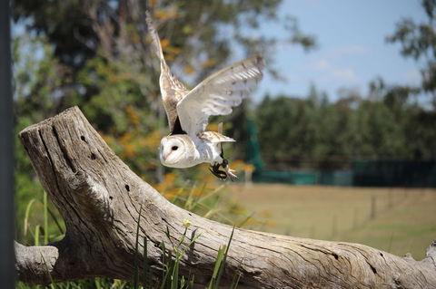 Lone Pine Koala Sanctuary Admission With Brisbane River Cruise - Accommodation in Surfers Paradise 25