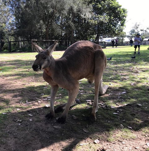 Lone Pine Koala Sanctuary Admission With Brisbane River Cruise - Accommodation in Surfers Paradise 15