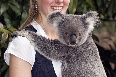 Lone Pine Koala Sanctuary Admission With Brisbane River Cruise - Accommodation in Surfers Paradise 1